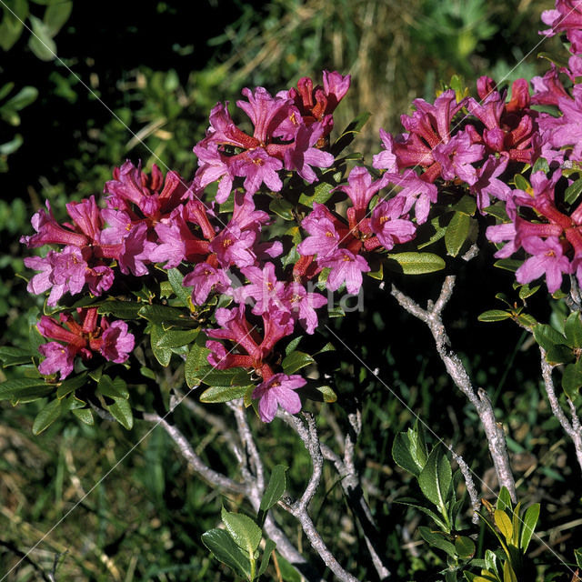 Roestbladig alpenroosje (Rhododendron ferrugineum)