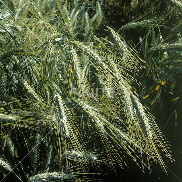 Wheat x Rye (Triticosecale rimpaui