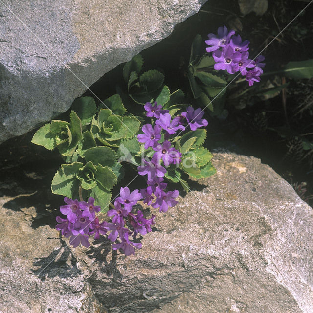 Primrose (Primula marginata)