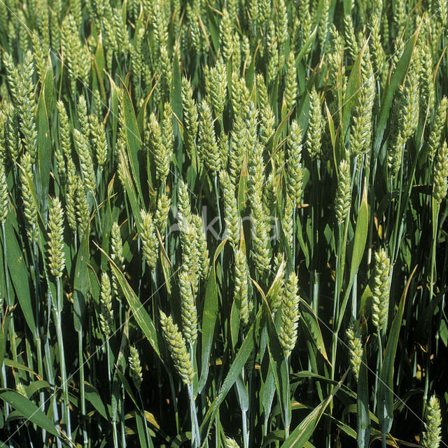 Tarwe (Triticum aestivum)