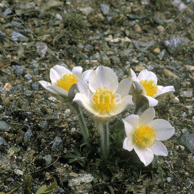 Voorjaarsanemoon (Pulsatilla vernalis)