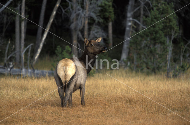 Wapiti (Cervus canadensis)