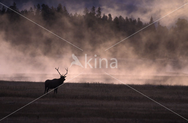 Wapiti (Cervus canadensis)