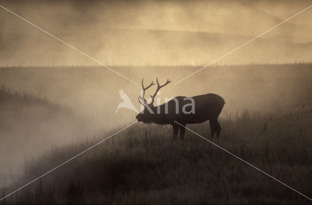 Wapiti (Cervus canadensis)