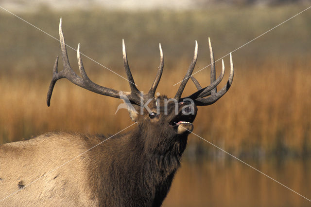 Wapiti (Cervus canadensis)