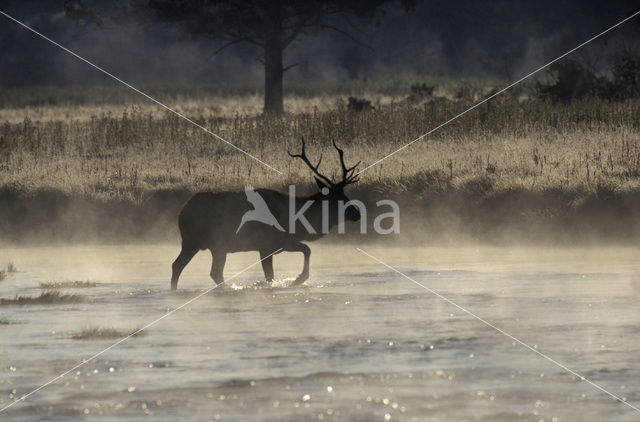 Wapiti (Cervus canadensis)