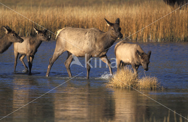 Wapiti (Cervus canadensis)