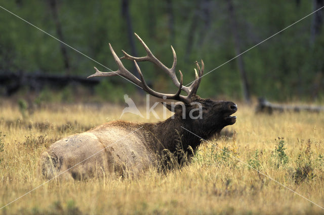 Wapiti (Cervus canadensis)