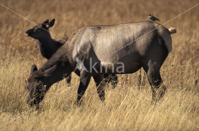 Wapiti (Cervus canadensis)