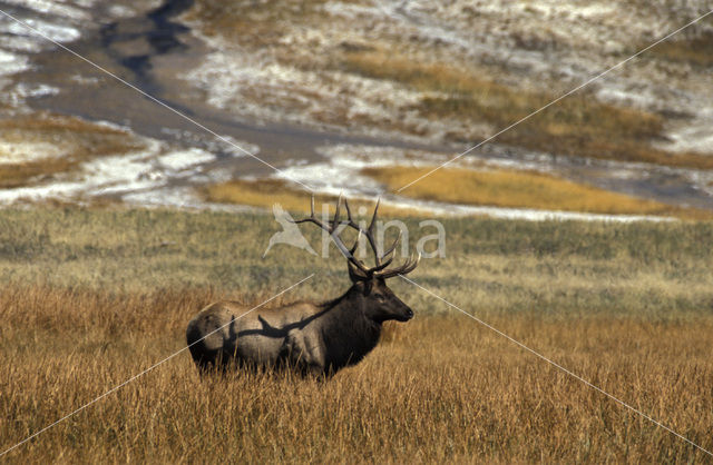 Wapiti (Cervus canadensis)