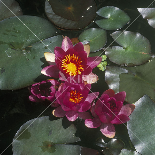 Waterlelie (Nymphaea hybride)