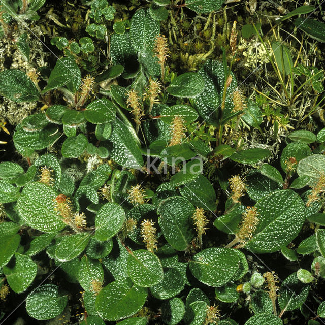 Wilg (Salix reticulata)