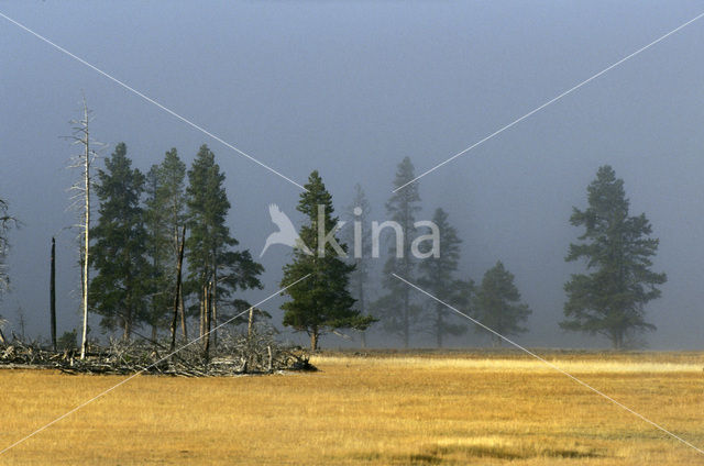 Yellowstone national park