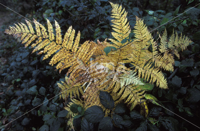 Adelaarsvaren (Pteridium aquilinum)