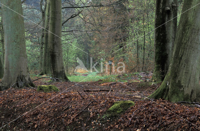 Beuk (Fagus spec.)