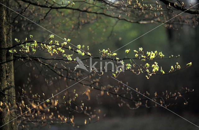 Beuk (Fagus spec.)