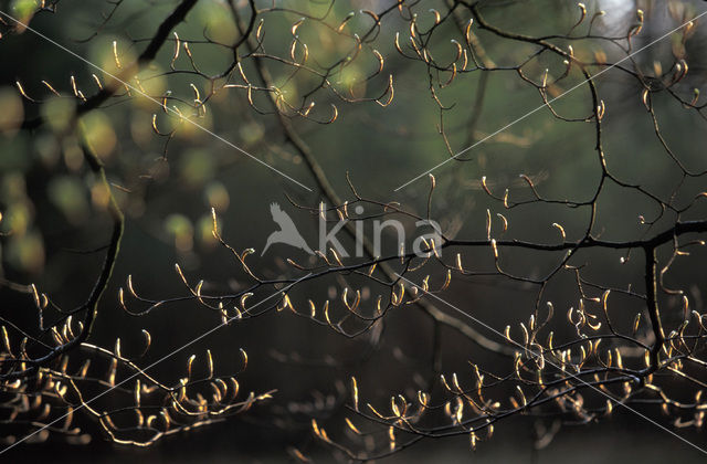 Beech (Fagus spec.)