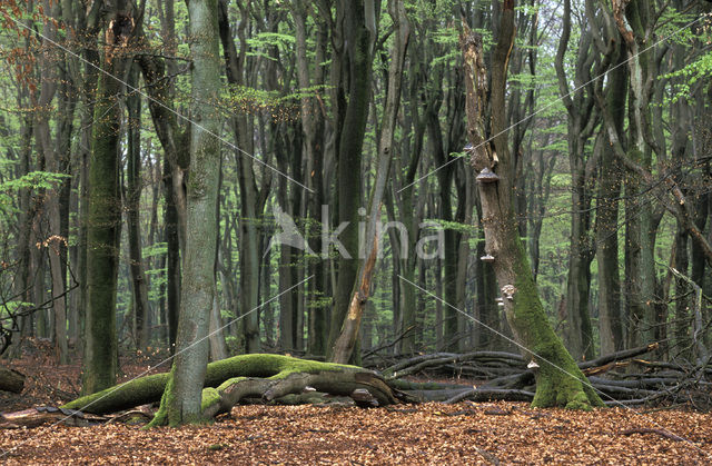 Beech (Fagus spec.)