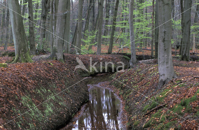 Beuk (Fagus spec.)