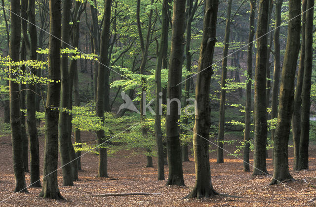 Beuk (Fagus spec.)