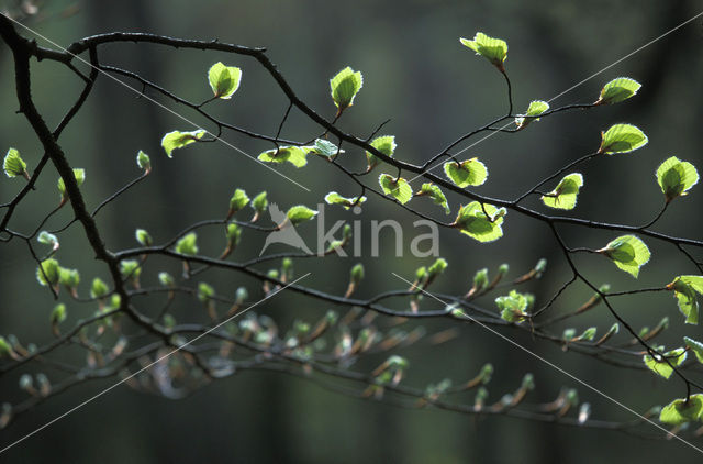 Beuk (Fagus spec.)