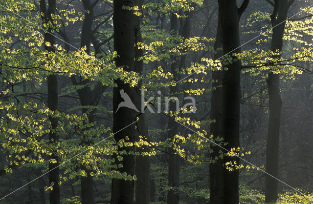 Beuk (Fagus spec.)