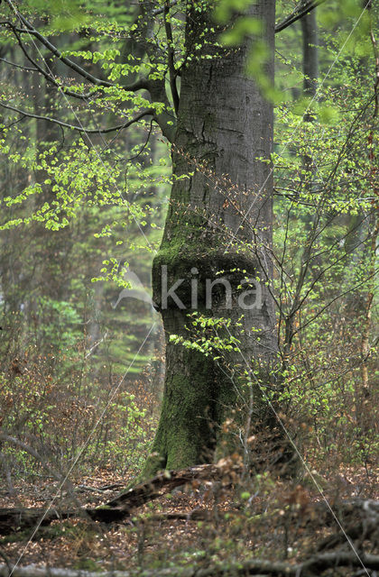 Beuk (Fagus spec.)