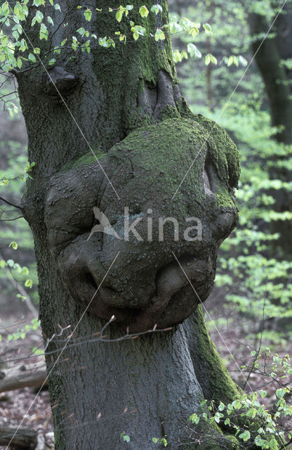 Beech (Fagus spec.)