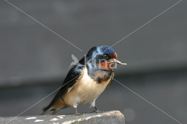 Boerenzwaluw (Hirundo rustica)