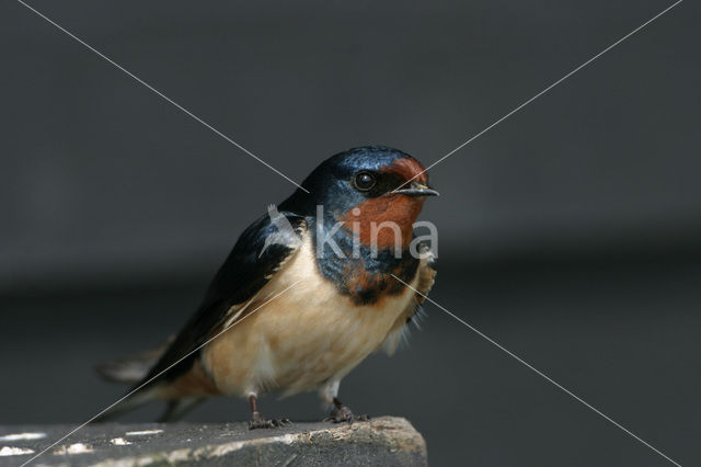 Boerenzwaluw (Hirundo rustica)