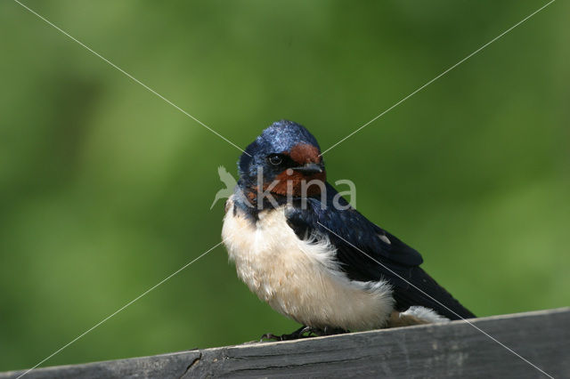 Boerenzwaluw (Hirundo rustica)