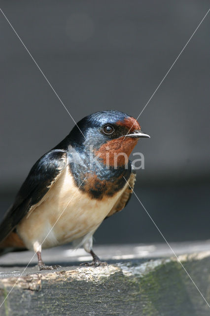 Boerenzwaluw (Hirundo rustica)