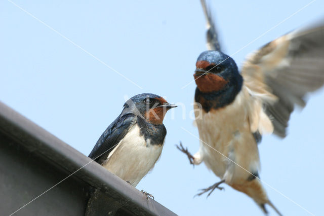 Boerenzwaluw (Hirundo rustica)