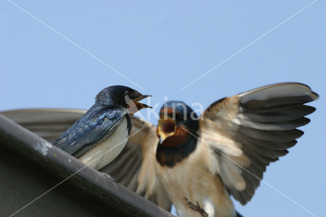 Boerenzwaluw (Hirundo rustica)