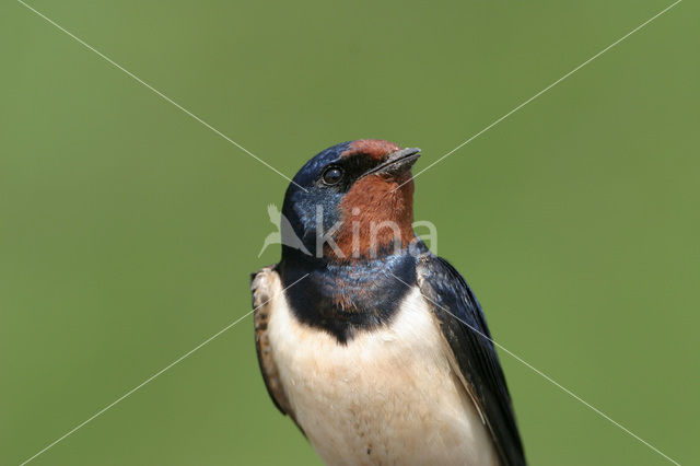 Boerenzwaluw (Hirundo rustica)