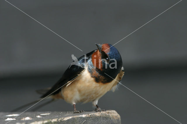 Boerenzwaluw (Hirundo rustica)