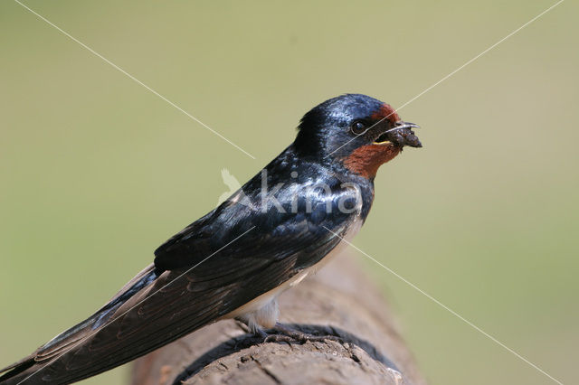 Boerenzwaluw (Hirundo rustica)