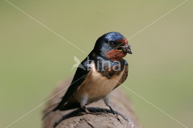 Boerenzwaluw (Hirundo rustica)