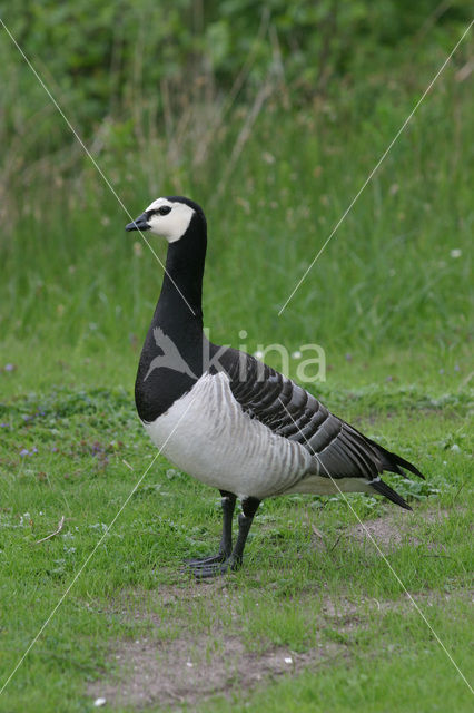 Brandgans (Branta leucopsis)