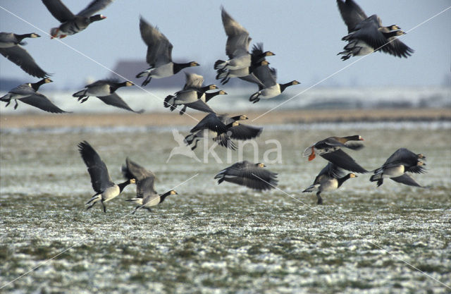 Brandgans (Branta leucopsis)