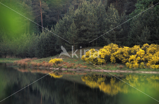 Brem (Cytisus scoparius)