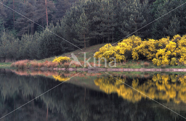 Broom (Cytisus scoparius)