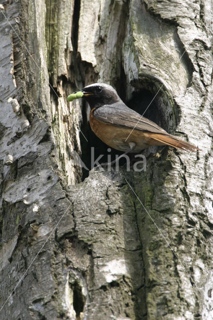 Gekraagde Roodstaart (Phoenicurus phoenicurus)