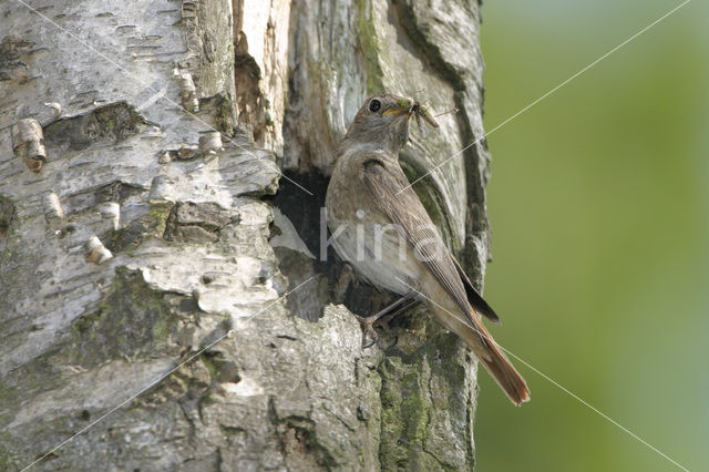 Gekraagde Roodstaart (Phoenicurus phoenicurus)