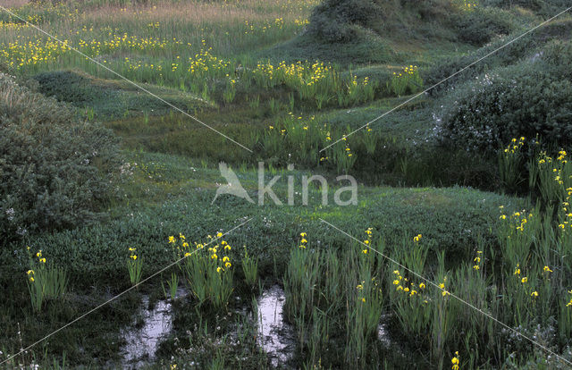 Gele lis (Iris pseudacorus)