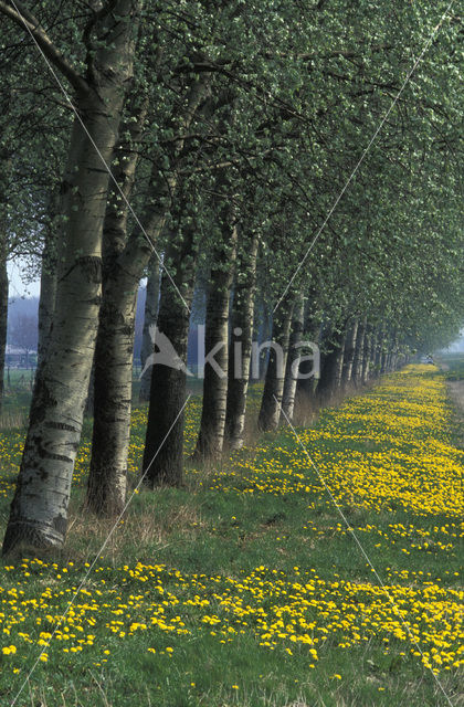 Gewone paardenbloem (Taraxacum officinale)