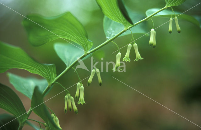 Gewone salomonszegel (Polygonatum multiflorum)