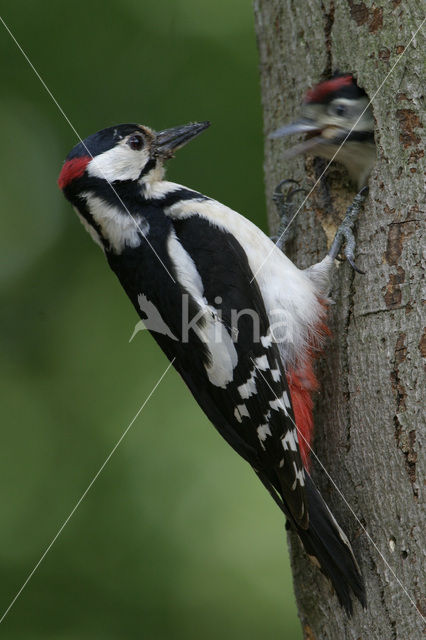 Grote Bonte Specht (Dendrocopos major)