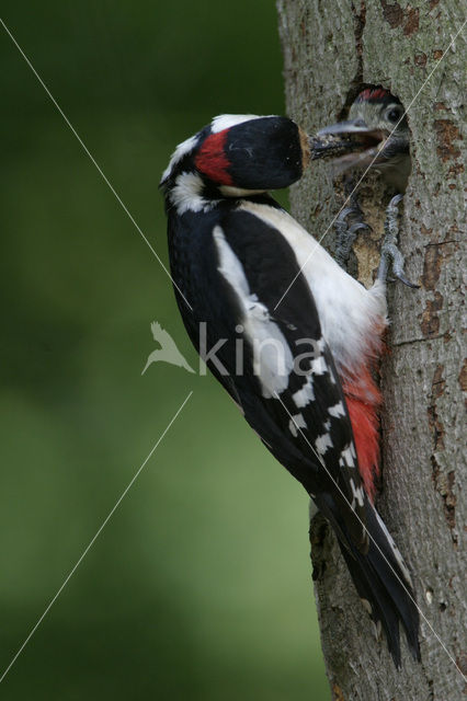 Grote Bonte Specht (Dendrocopos major)