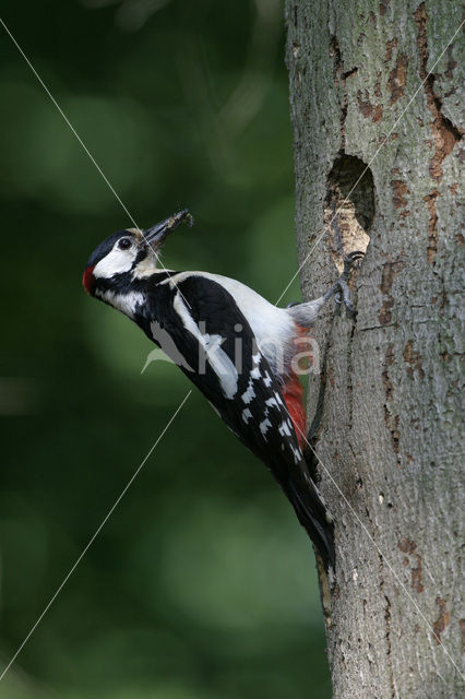 Grote Bonte Specht (Dendrocopos major)